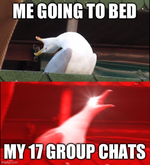 Me | ME GOING TO BED; MY 17 GROUP CHATS | image tagged in screaming bird | made w/ Imgflip meme maker