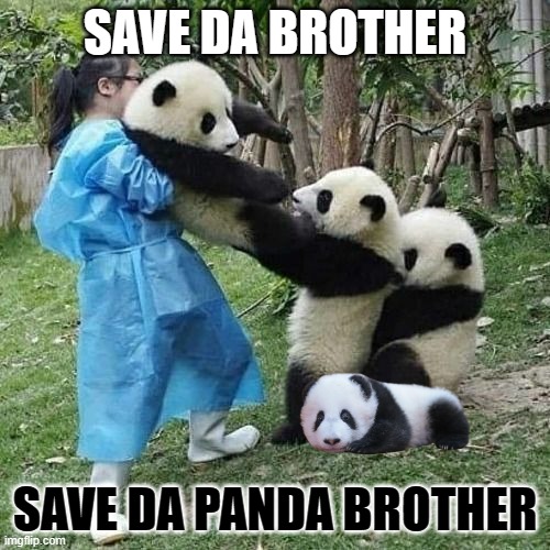 save da panda brother! | SAVE DA BROTHER; SAVE DA PANDA BROTHER | image tagged in panda tug of war | made w/ Imgflip meme maker