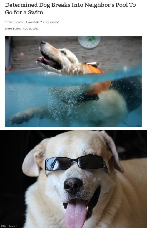 Cooling off Dog | image tagged in cool dog,dog,swim,neighbor,pool,memes | made w/ Imgflip meme maker