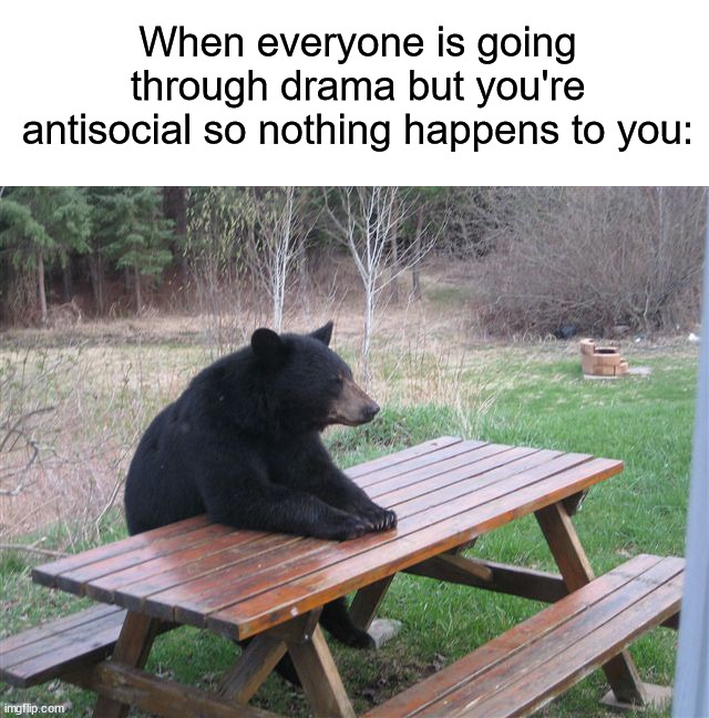 Anyone else? (¬‿¬) | When everyone is going through drama but you're antisocial so nothing happens to you: | image tagged in patient bear,memes,funny,true story,relatable memes,school | made w/ Imgflip meme maker
