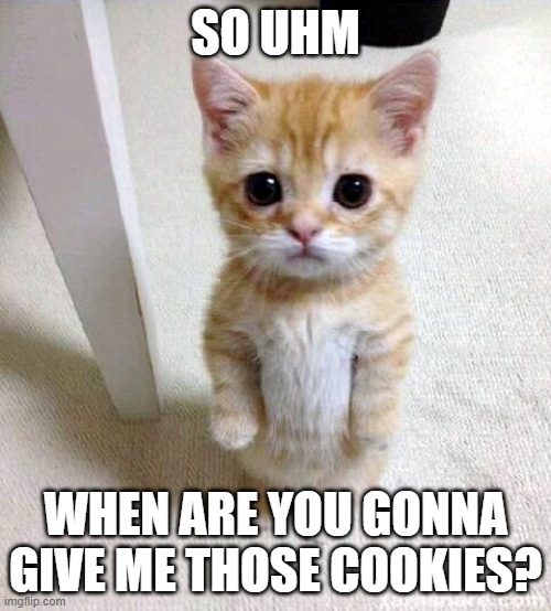 cat asking for cookies | SO UHM; WHEN ARE YOU GONNA GIVE ME THOSE COOKIES? | image tagged in memes,cute cat | made w/ Imgflip meme maker