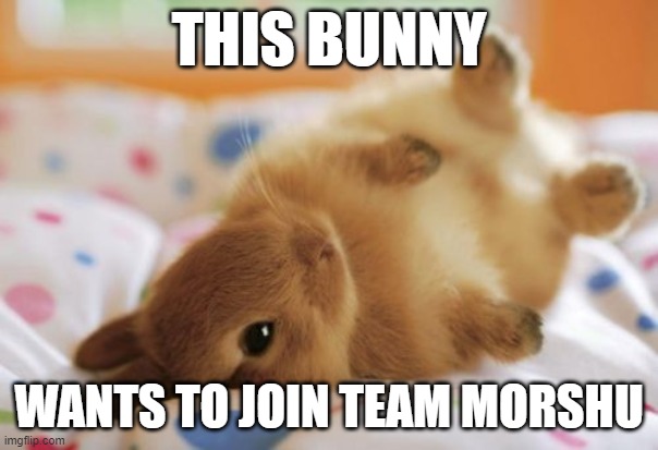 THIS BUNNY; WANTS TO JOIN TEAM MORSHU | image tagged in bunny,team morshu | made w/ Imgflip meme maker