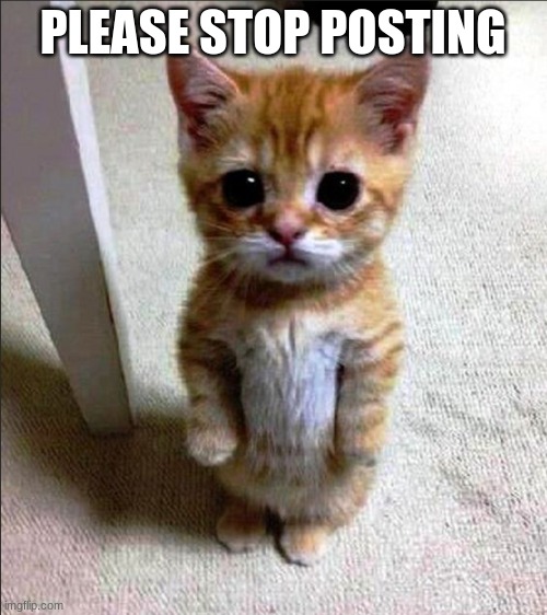 stop posting cat