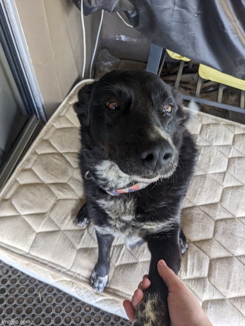 Her name is Cola and she loves handshakes | made w/ Imgflip meme maker