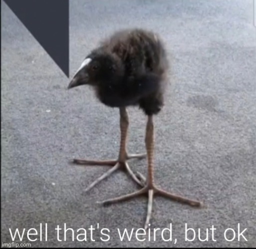 This goofy ahh confused bird. Use when you see something you don't understand but you're OK with. | image tagged in well that's weird but ok | made w/ Imgflip meme maker