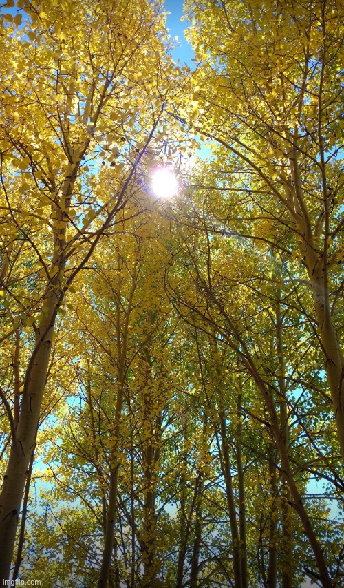 Sun through the trees | image tagged in pretty,picture,beautiful,trees,phone photography | made w/ Imgflip meme maker
