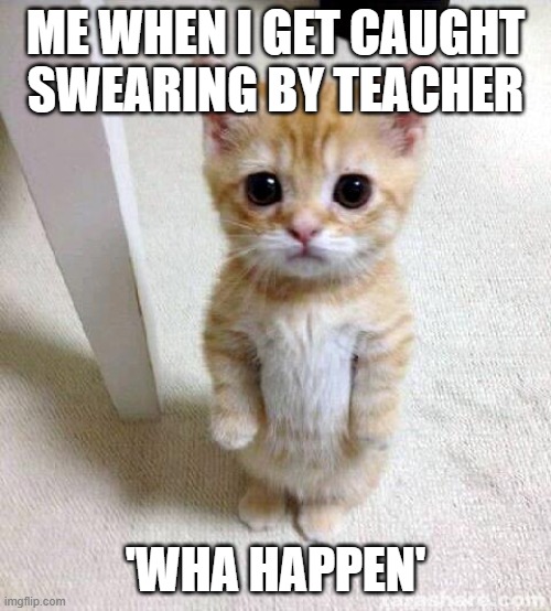 schoOl | ME WHEN I GET CAUGHT SWEARING BY TEACHER; 'WHA HAPPEN' | image tagged in memes,cute cat | made w/ Imgflip meme maker