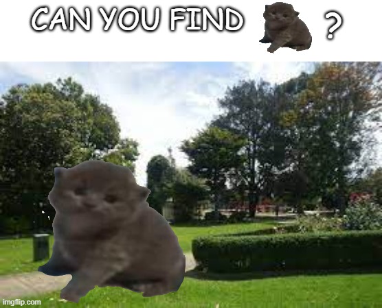 Can You Find Him? | ? CAN YOU FIND | image tagged in fun,funny,meme,cat,catmeme,funny memes | made w/ Imgflip meme maker