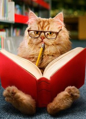 Cat reading book Blank Meme Template