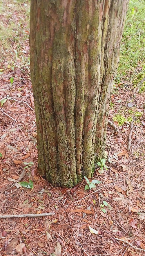CAME ACROSS THIS WEIRD TREE IN THE FOREST | image tagged in trees,forest | made w/ Imgflip meme maker