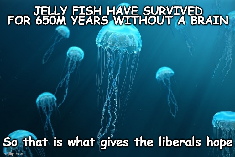 liberal jellyfish | JELLY FISH HAVE SURVIVED FOR 650M YEARS WITHOUT A BRAIN; So that is what gives the liberals hope | image tagged in jellyfish,liberals,democrats,election 2024,joe biden,radicals | made w/ Imgflip meme maker