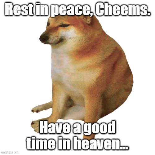 I'm a cat lover but R.I.P cheems :( | Rest in peace, Cheems. Have a good time in heaven... | image tagged in cheems | made w/ Imgflip meme maker