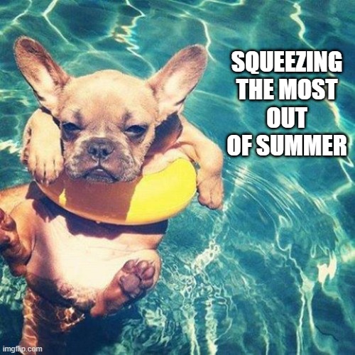 making the most out of summer | SQUEEZING THE MOST OUT OF SUMMER | image tagged in summer is here dog pug | made w/ Imgflip meme maker