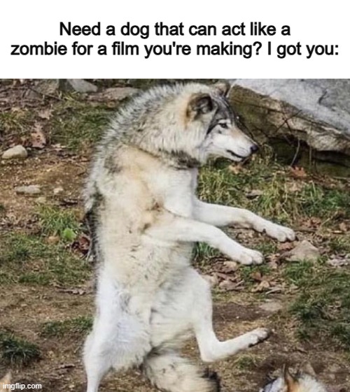 What a talent :] | Need a dog that can act like a zombie for a film you're making? I got you: | made w/ Imgflip meme maker