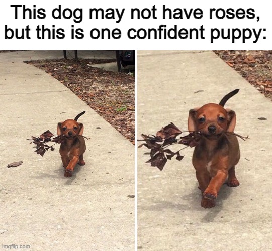 Very, very adorable ^-^ | This dog may not have roses, but this is one confident puppy: | made w/ Imgflip meme maker