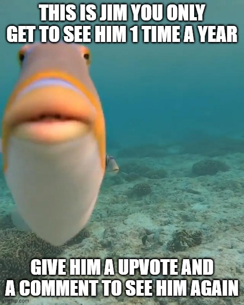 staring fish | THIS IS JIM YOU ONLY GET TO SEE HIM 1 TIME A YEAR; GIVE HIM A UPVOTE AND A COMMENT TO SEE HIM AGAIN | image tagged in staring fish,memes | made w/ Imgflip meme maker