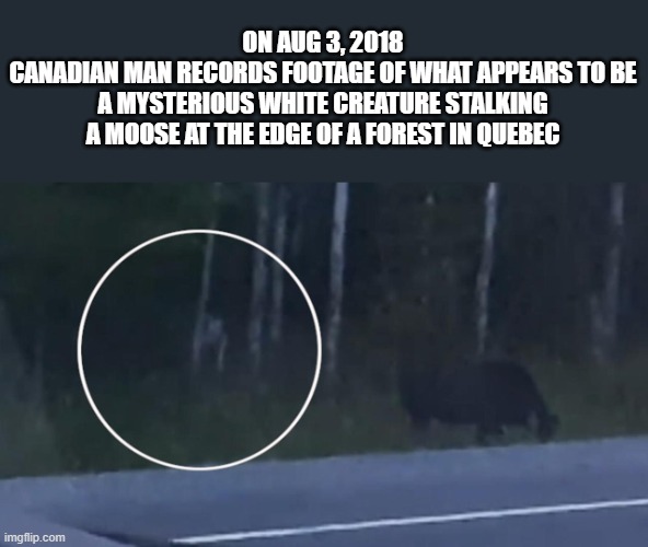 Is this the Rake or a Wendigo stalking a moose? | ON AUG 3, 2018
CANADIAN MAN RECORDS FOOTAGE OF WHAT APPEARS TO BE A MYSTERIOUS WHITE CREATURE STALKING A MOOSE AT THE EDGE OF A FOREST IN QUEBEC | made w/ Imgflip meme maker