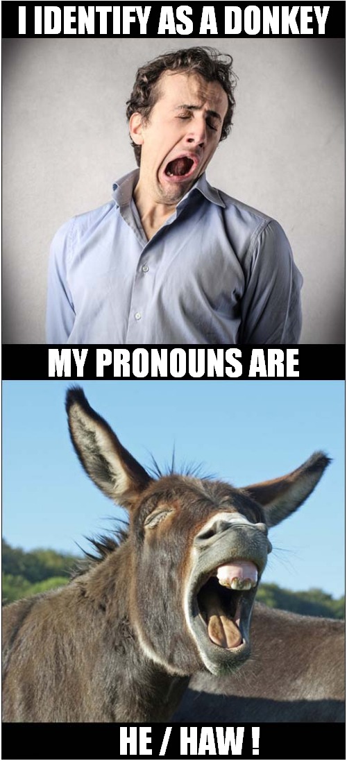 Try Not To Yawn ! | I IDENTIFY AS A DONKEY; MY PRONOUNS ARE; HE / HAW ! | image tagged in fun,donkey,identity,pronouns | made w/ Imgflip meme maker