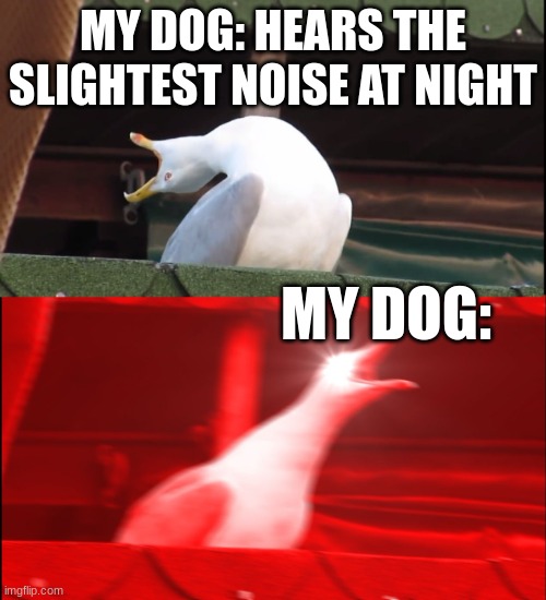 Screaming bird | MY DOG: HEARS THE SLIGHTEST NOISE AT NIGHT; MY DOG: | image tagged in screaming bird | made w/ Imgflip meme maker