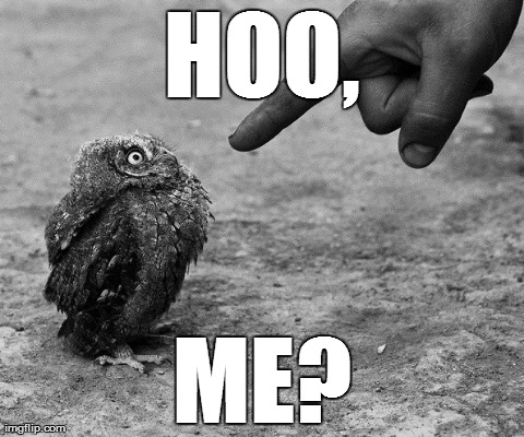 hoo, me? | HOO, ME? | image tagged in owls | made w/ Imgflip meme maker