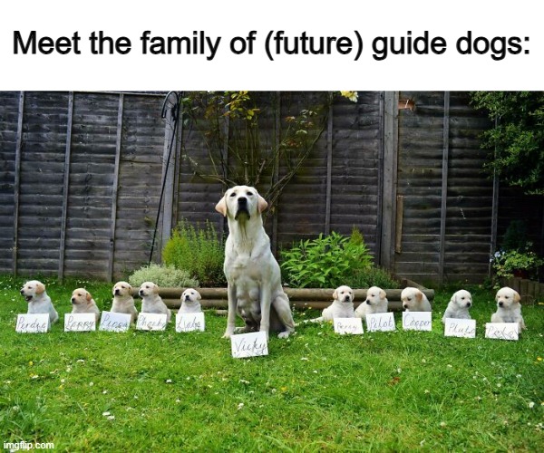 What a wonderful team :] | Meet the family of (future) guide dogs: | made w/ Imgflip meme maker