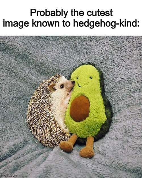 :] | Probably the cutest image known to hedgehog-kind: | made w/ Imgflip meme maker