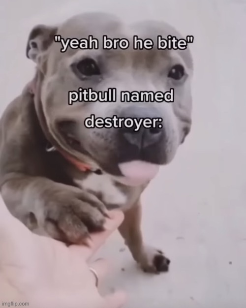 Yeah bro he bite | image tagged in fresh memes,funny,memes,dogs,fun,dark humor | made w/ Imgflip meme maker