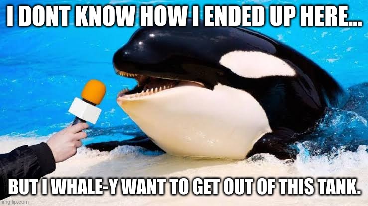 let him out | I DONT KNOW HOW I ENDED UP HERE... BUT I WHALE-Y WANT TO GET OUT OF THIS TANK. | image tagged in orca talking into a microphone | made w/ Imgflip meme maker