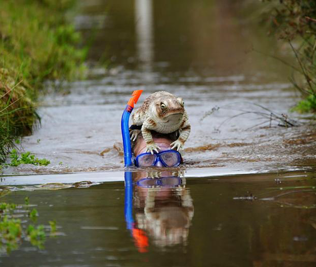 High Quality Snorkel frog Blank Meme Template