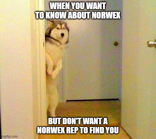 Norwex MLM | WHEN YOU WANT TO KNOW ABOUT NORWEX; BUT DON'T WANT A NORWEX REP TO FIND YOU | image tagged in husky peeking in doorway | made w/ Imgflip meme maker