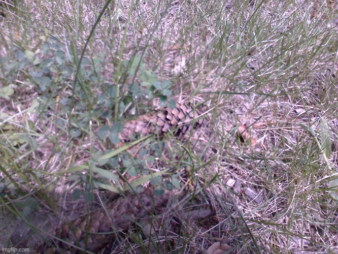 Pinecone in grass ( also first post in this stream) | made w/ Imgflip meme maker