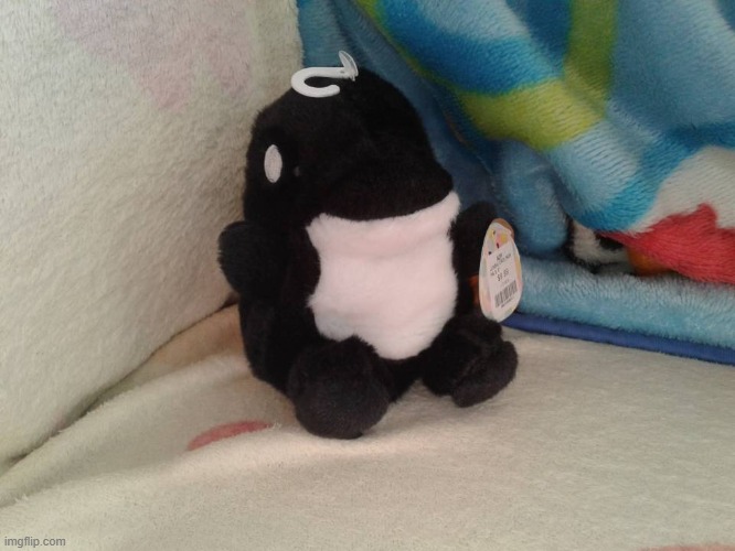 orca plushie | image tagged in orca plushie | made w/ Imgflip meme maker