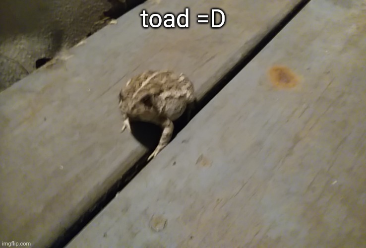 toad =D | made w/ Imgflip meme maker