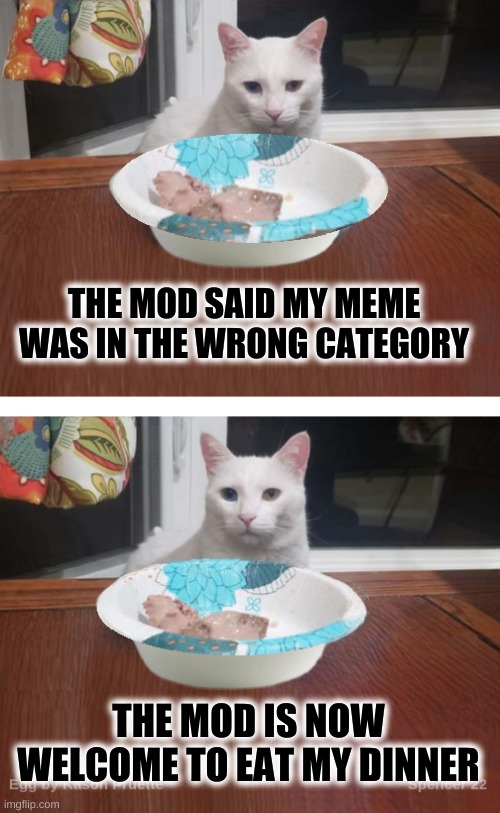 Egg the Cat | THE MOD SAID MY MEME WAS IN THE WRONG CATEGORY; THE MOD IS NOW WELCOME TO EAT MY DINNER | image tagged in egg the cat,smudge the cat,imgflip mods,meanwhile on imgflip,what do you mean,cats | made w/ Imgflip meme maker