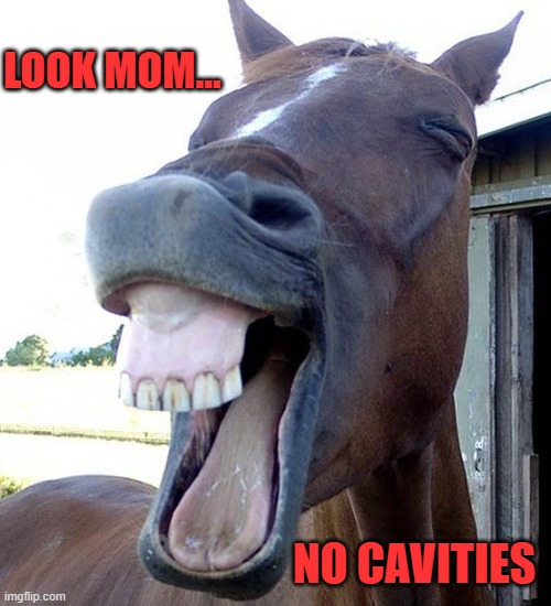 Dental checkups | LOOK MOM... NO CAVITIES | image tagged in funny horse face | made w/ Imgflip meme maker