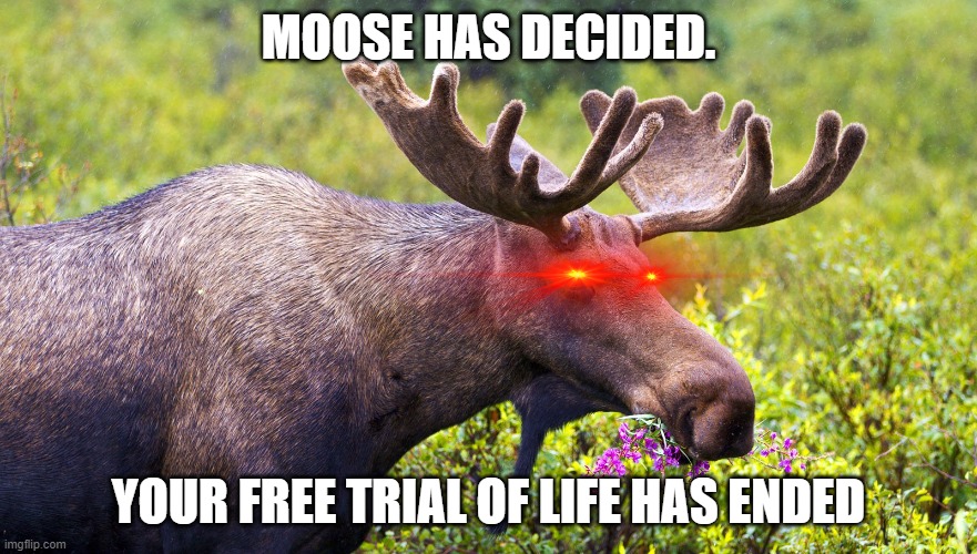 Moose decideed | MOOSE HAS DECIDED. YOUR FREE TRIAL OF LIFE HAS ENDED | image tagged in moose | made w/ Imgflip meme maker