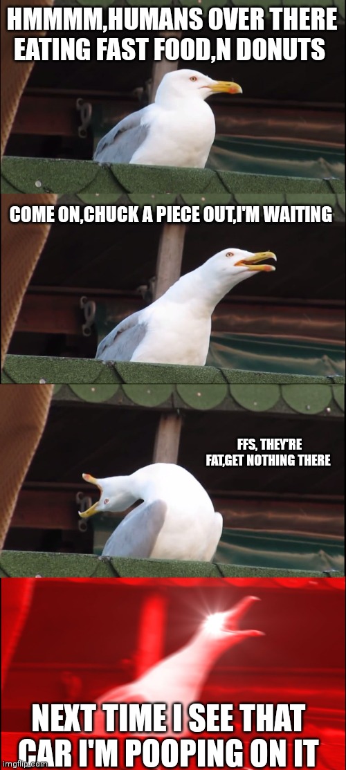 Inhaling Seagull | HMMMM,HUMANS OVER THERE EATING FAST FOOD,N DONUTS; COME ON,CHUCK A PIECE OUT,I'M WAITING; FFS, THEY'RE FAT,GET NOTHING THERE; NEXT TIME I SEE THAT CAR I'M POOPING ON IT | image tagged in memes,inhaling seagull | made w/ Imgflip meme maker