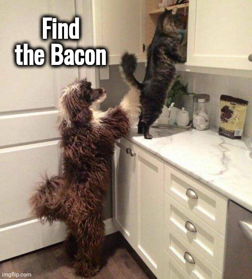 Raiders of the Lost Kitchen | Find the Bacon | image tagged in pets,teamwork makes the dream work,fast food,biscuits,beggin | made w/ Imgflip meme maker