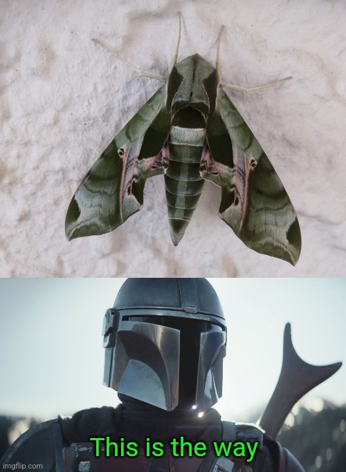 Mothdalorian | This is the way | image tagged in the mandalorian,moth,this is the way,star wars | made w/ Imgflip meme maker