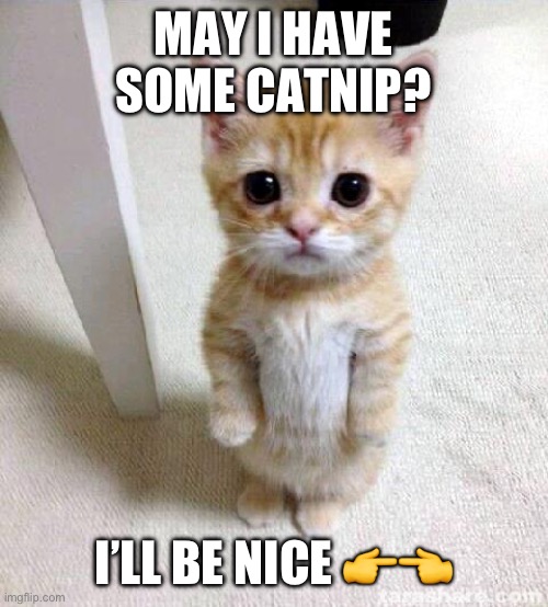 Please I won’t bite | MAY I HAVE SOME CATNIP? I’LL BE NICE 👉👈 | image tagged in memes,cute cat | made w/ Imgflip meme maker