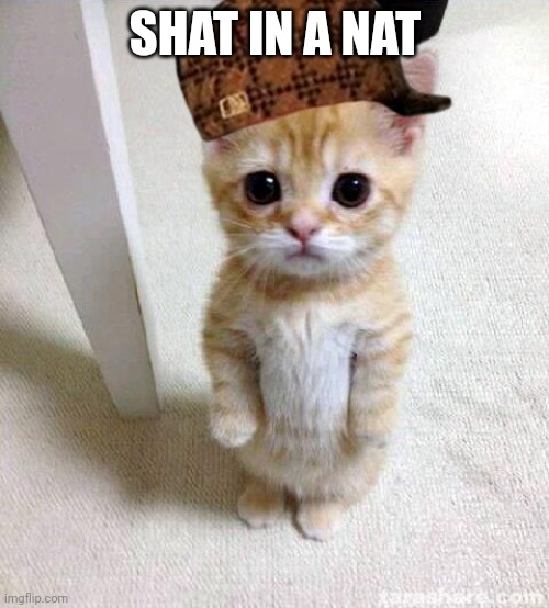 Shat in a hat | SHAT IN A NAT | image tagged in memes,cute cat | made w/ Imgflip meme maker