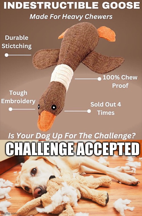 Indestructible? | CHALLENGE ACCEPTED | image tagged in dog with destroyed chew toy,indestructible balloon,toy,dog | made w/ Imgflip meme maker
