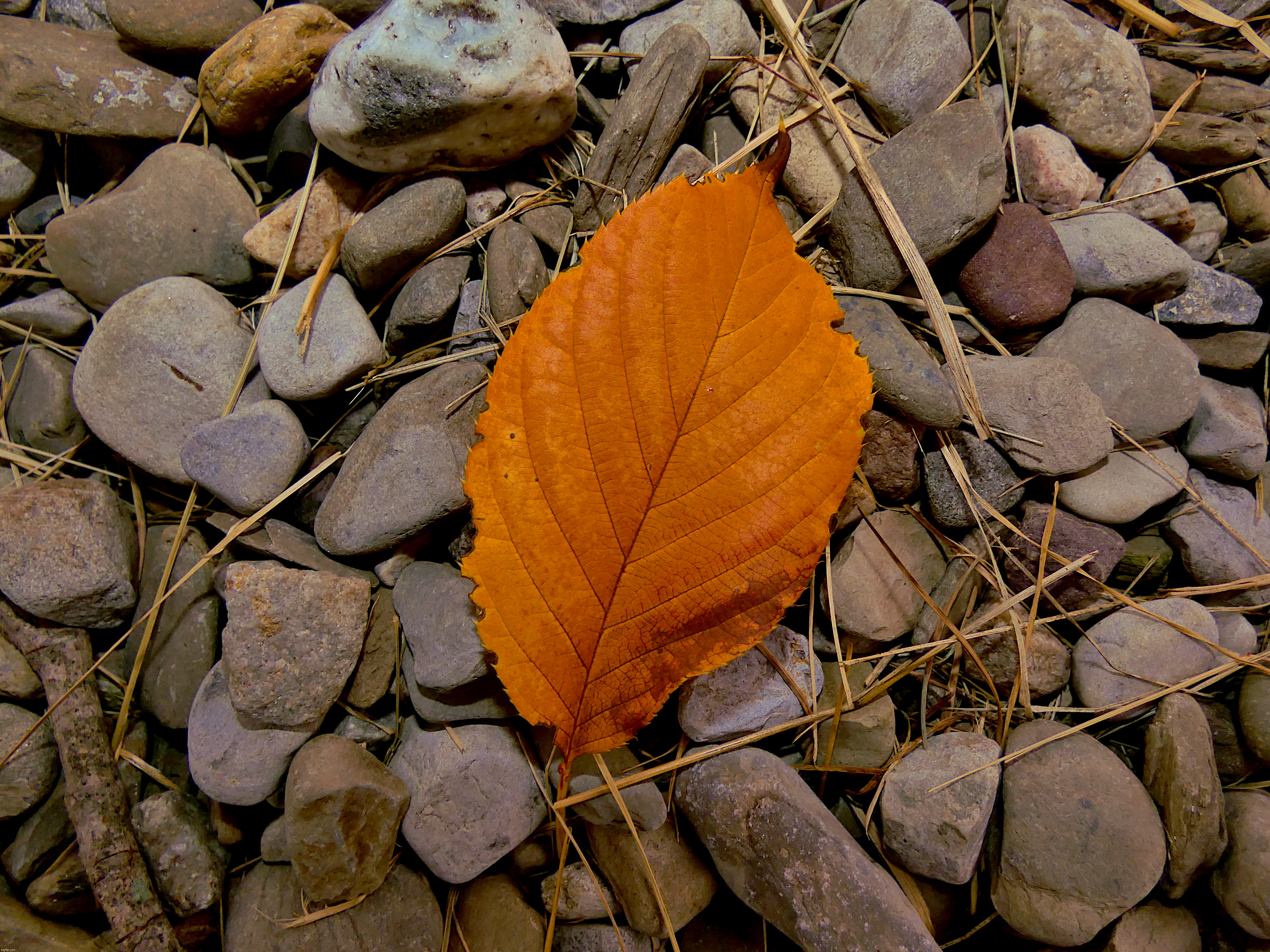 I took this photo of an orange leaf in a pile of stones | image tagged in share your own photos | made w/ Imgflip meme maker