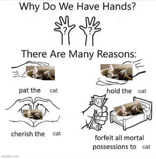 not my cat | cat; cat; cat; cat | image tagged in why do we have hands all blank | made w/ Imgflip meme maker