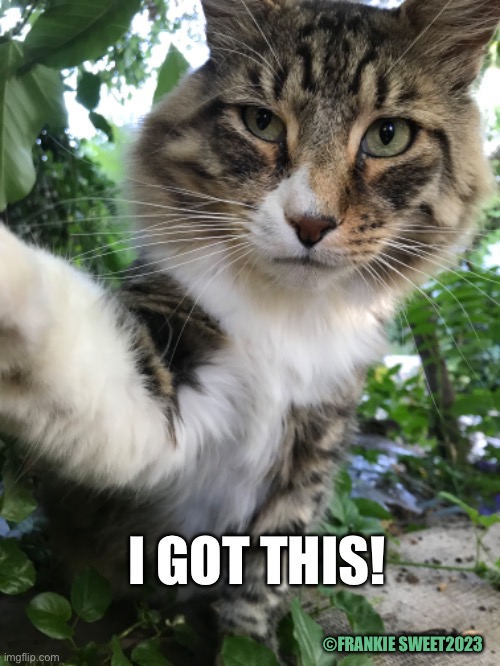 I got this | I GOT THIS! ©FRANKIE SWEET2023 | image tagged in cat,pets,got this,agreement,animals | made w/ Imgflip meme maker