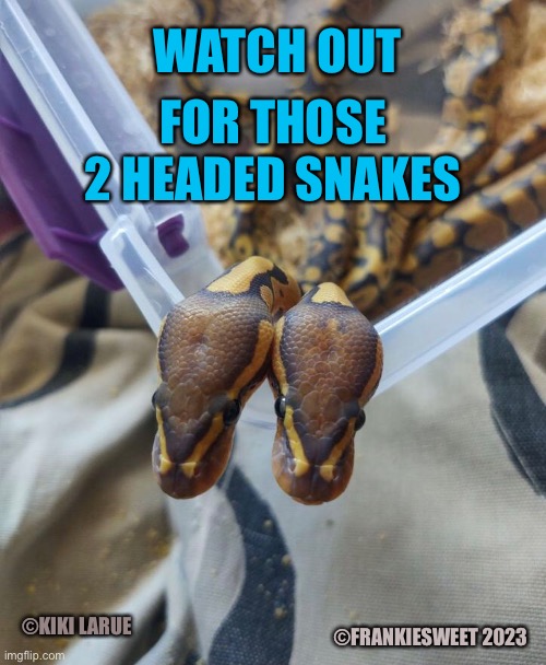 Watch out for those 2 headed snakes | WATCH OUT; FOR THOSE 2 HEADED SNAKES; ©KIKI LARUE; ©FRANKIESWEET 2023 | image tagged in pets,funny,animals,snakes,reptiles,creatures | made w/ Imgflip meme maker