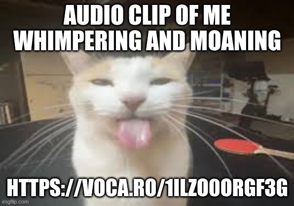 Cat | AUDIO CLIP OF ME WHIMPERING AND MOANING; HTTPS://VOCA.RO/1ILZO0ORGF3G | image tagged in cat | made w/ Imgflip meme maker