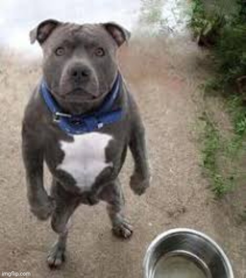 Pitbull stare | image tagged in pitbull stare | made w/ Imgflip meme maker