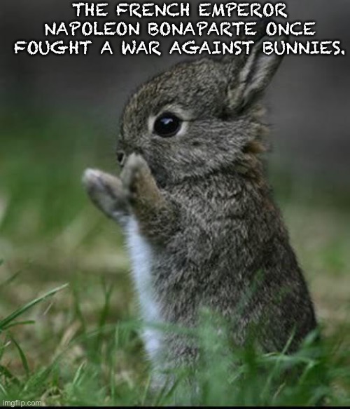 Cute Bunny | THE FRENCH EMPEROR NAPOLEON BONAPARTE ONCE FOUGHT A WAR AGAINST BUNNIES. | image tagged in cute bunny | made w/ Imgflip meme maker