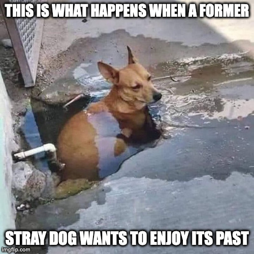 Dog in Puddle | THIS IS WHAT HAPPENS WHEN A FORMER; STRAY DOG WANTS TO ENJOY ITS PAST | image tagged in dogs,memes | made w/ Imgflip meme maker